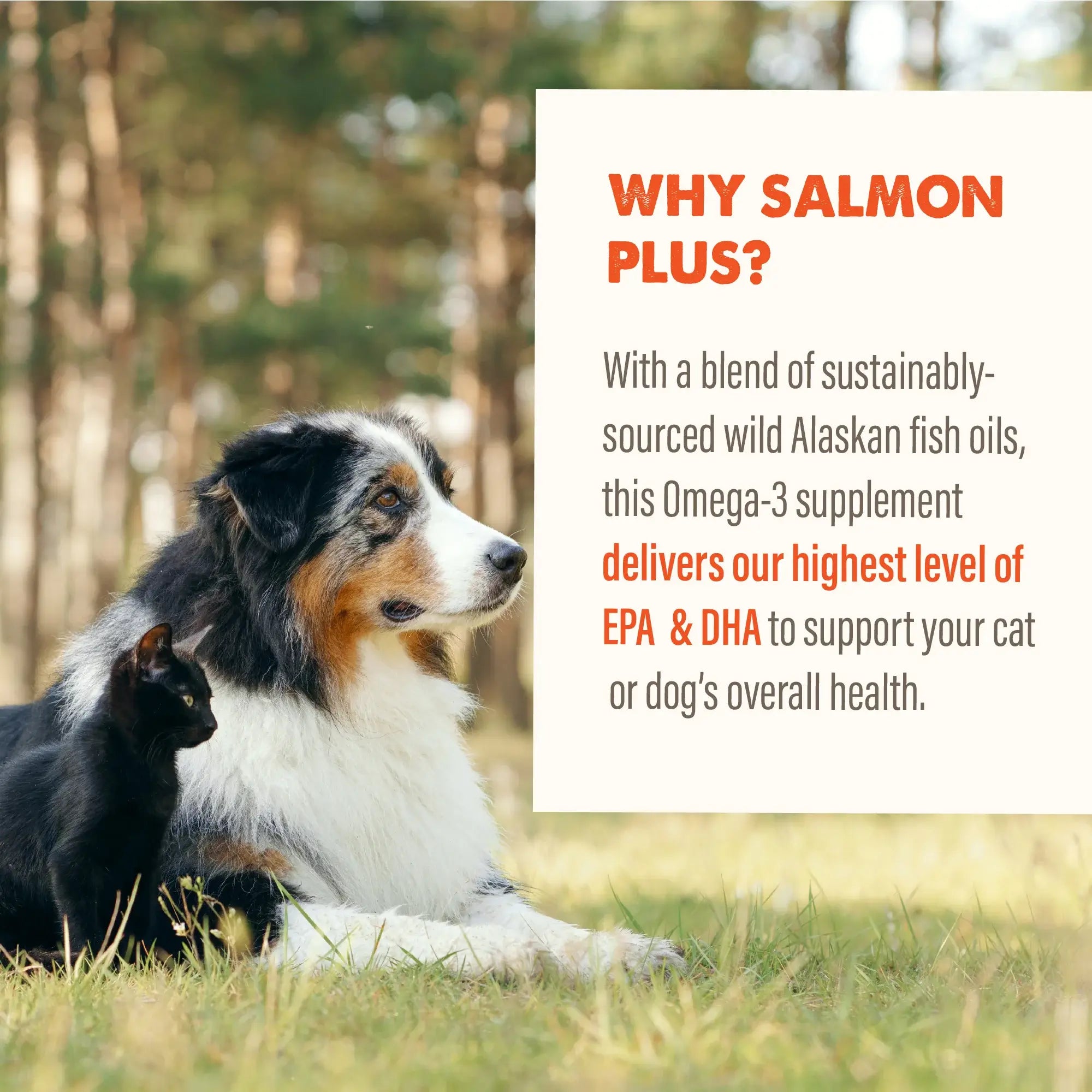 Grizzly Salmon Plus Oil 4oz