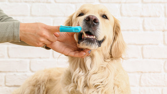 Dental care
